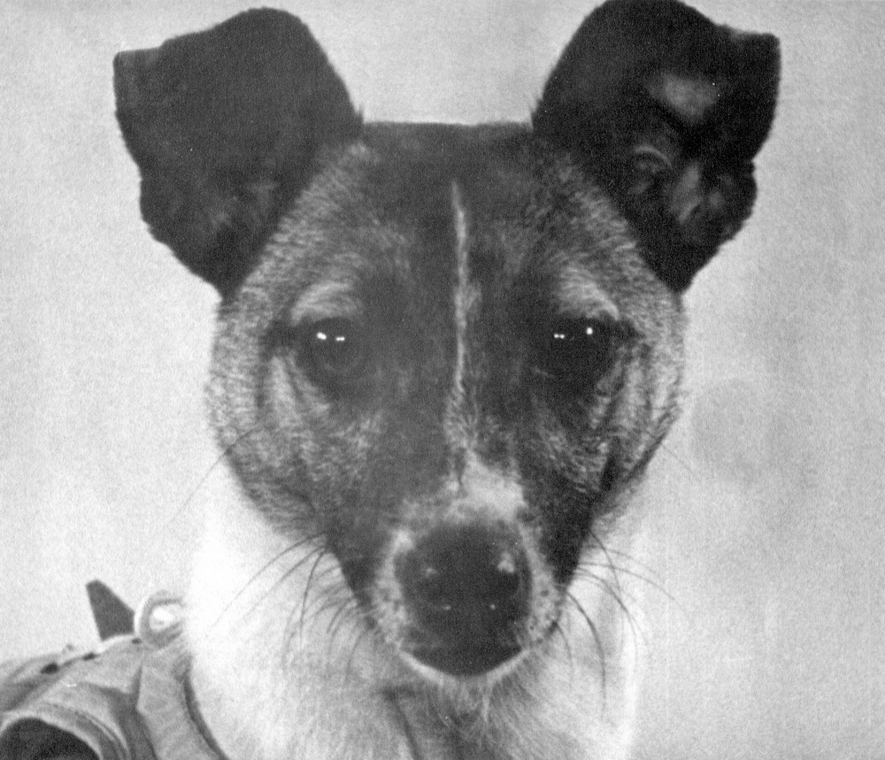 Кличка первой собаки полетевшей в космос. Первая собака космонавт лайка. Лайка 1957. Собака лайка 1957. Собака лайка на спутнике 2.